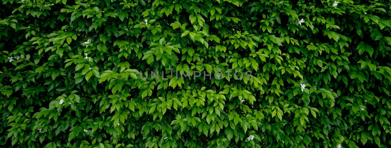 Small green leaves in hedge wall texture background. Closeup green hedge plant in garden. Eco evergreen hedge wall. Natural backdrop. Beauty in nature. Green leaves with natural pattern wallpaper.