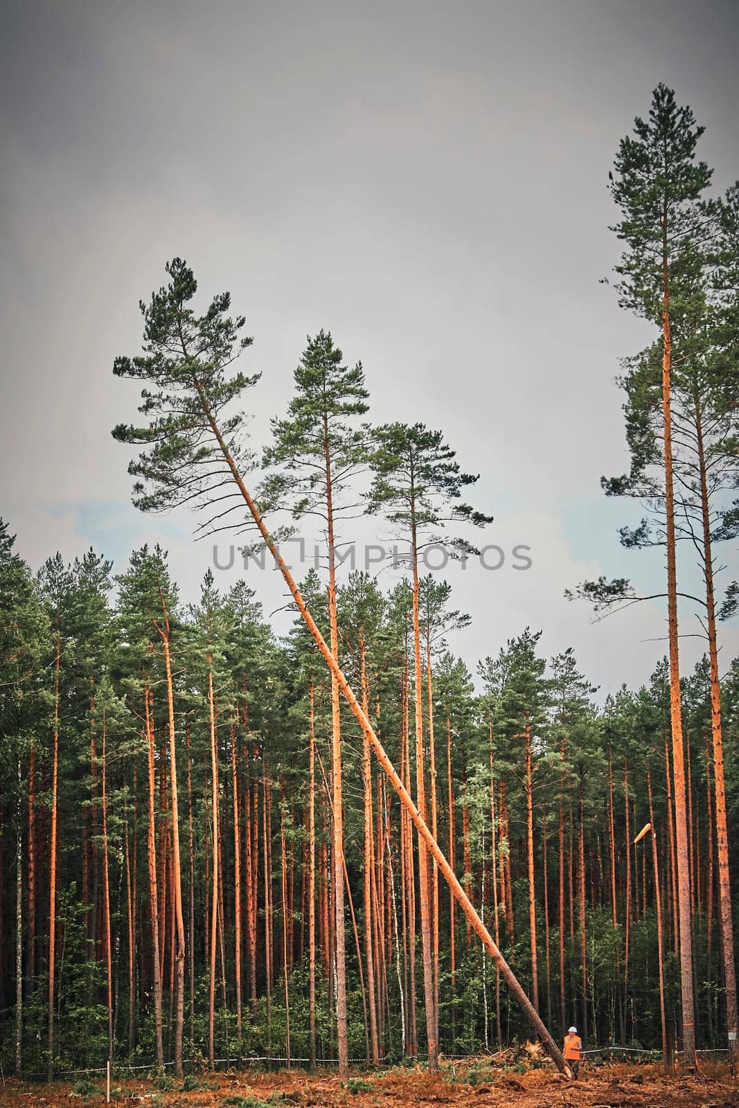 A tall pine tree, uprooted by a powerful wind, leans against other trees in a forest. Despite the impact, the tree stands as a symbol of resilience and the interconnectedness of nature.