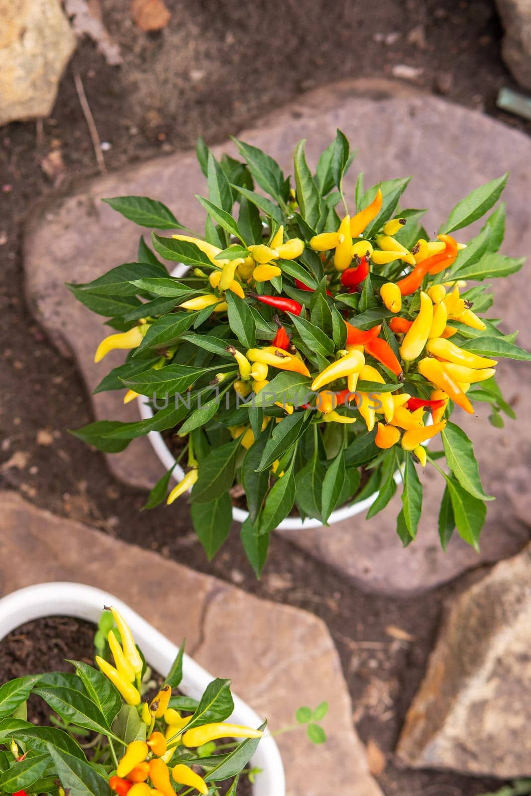 Growing pepper in a pot in the yard of a country house. Gardening and country life