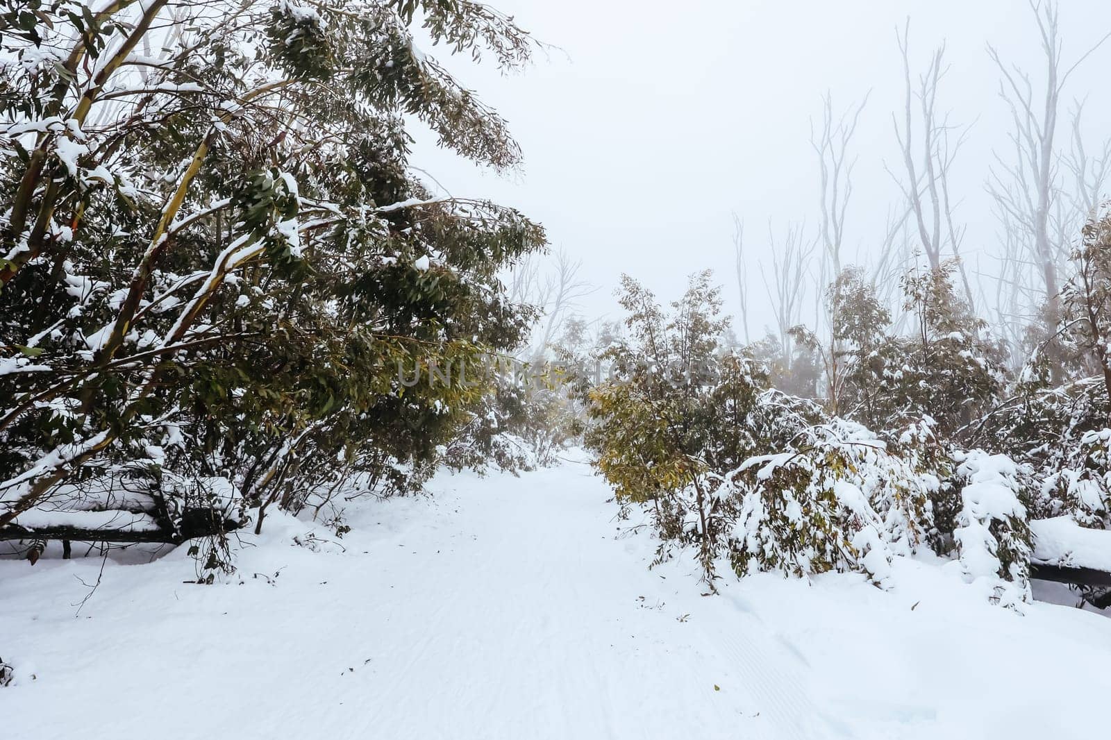 LAKE MOUNTAIN, AUSTRALIA - JULY 21: Snowy mountain landscape on a cold winter's day at Lake Mountain in Victoria, Australia on July 21st 2024