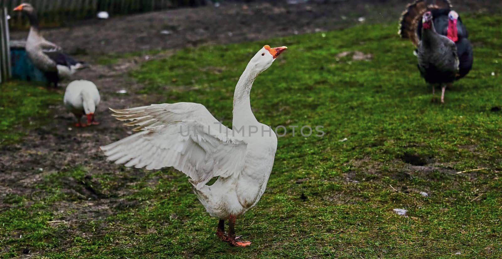 A large white goose in the yard in the village flaps its wings.