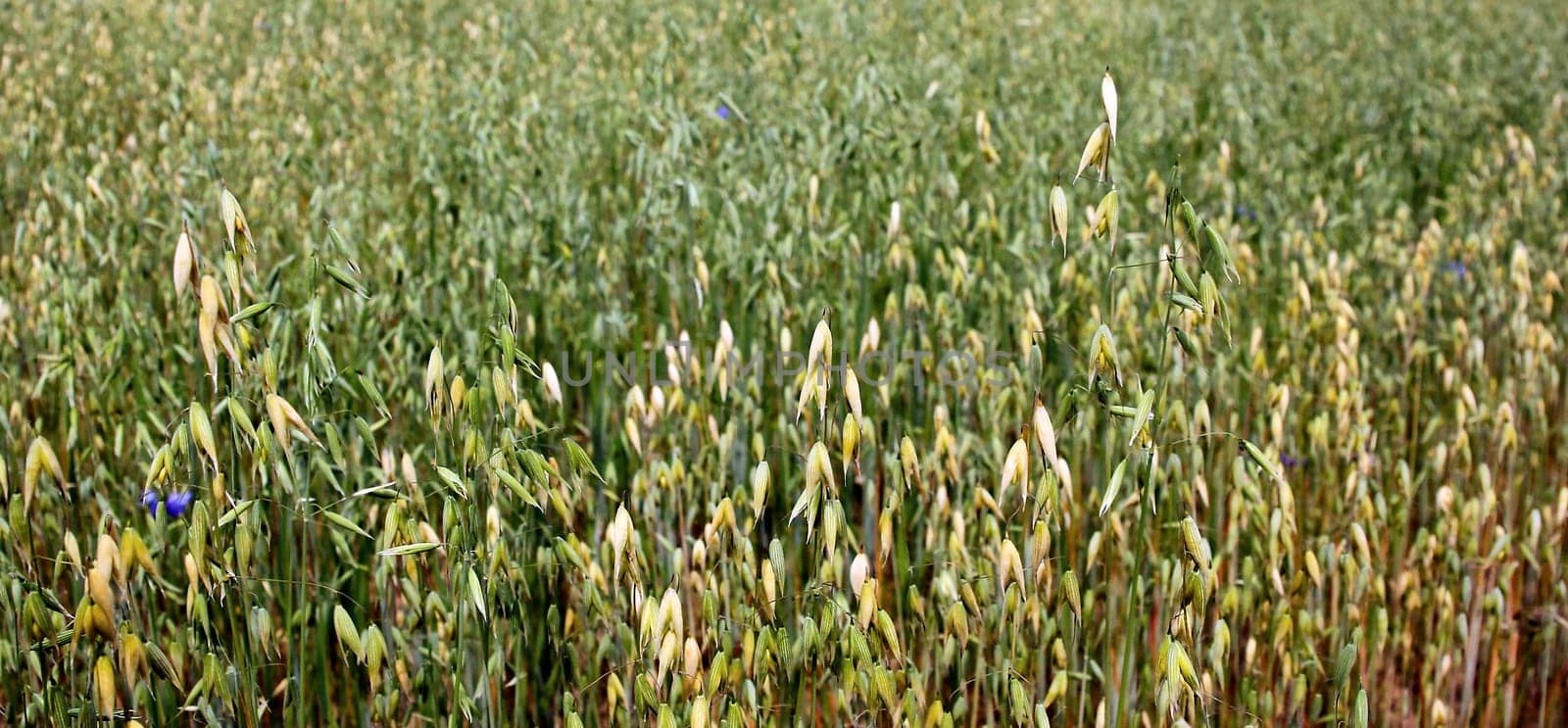 Oats young green macro. Plantation of oats in the field - crop agricultural industry.