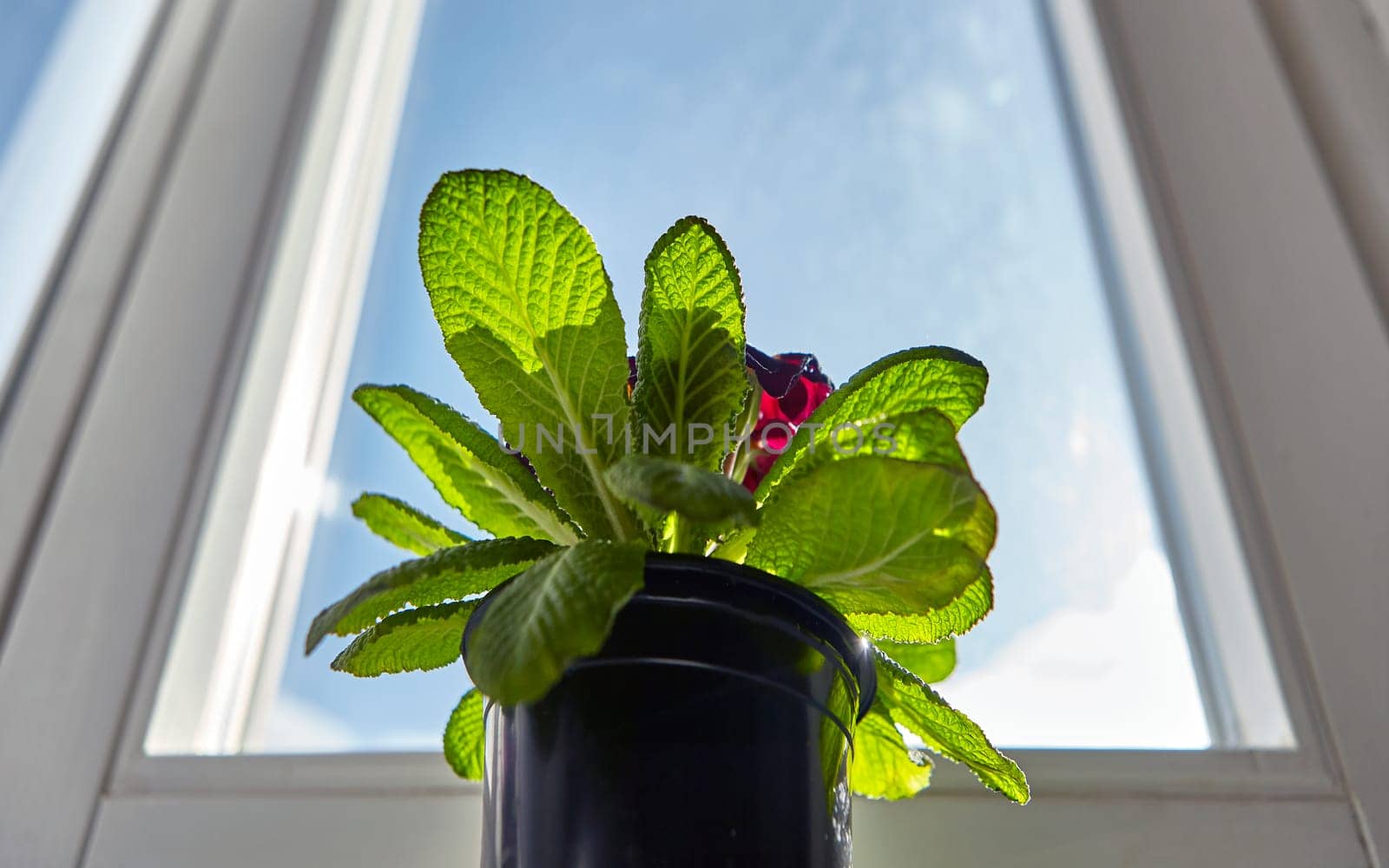 Close-up of wet flowers of primrose flowers, red and yellow in a pot on a windowsill.