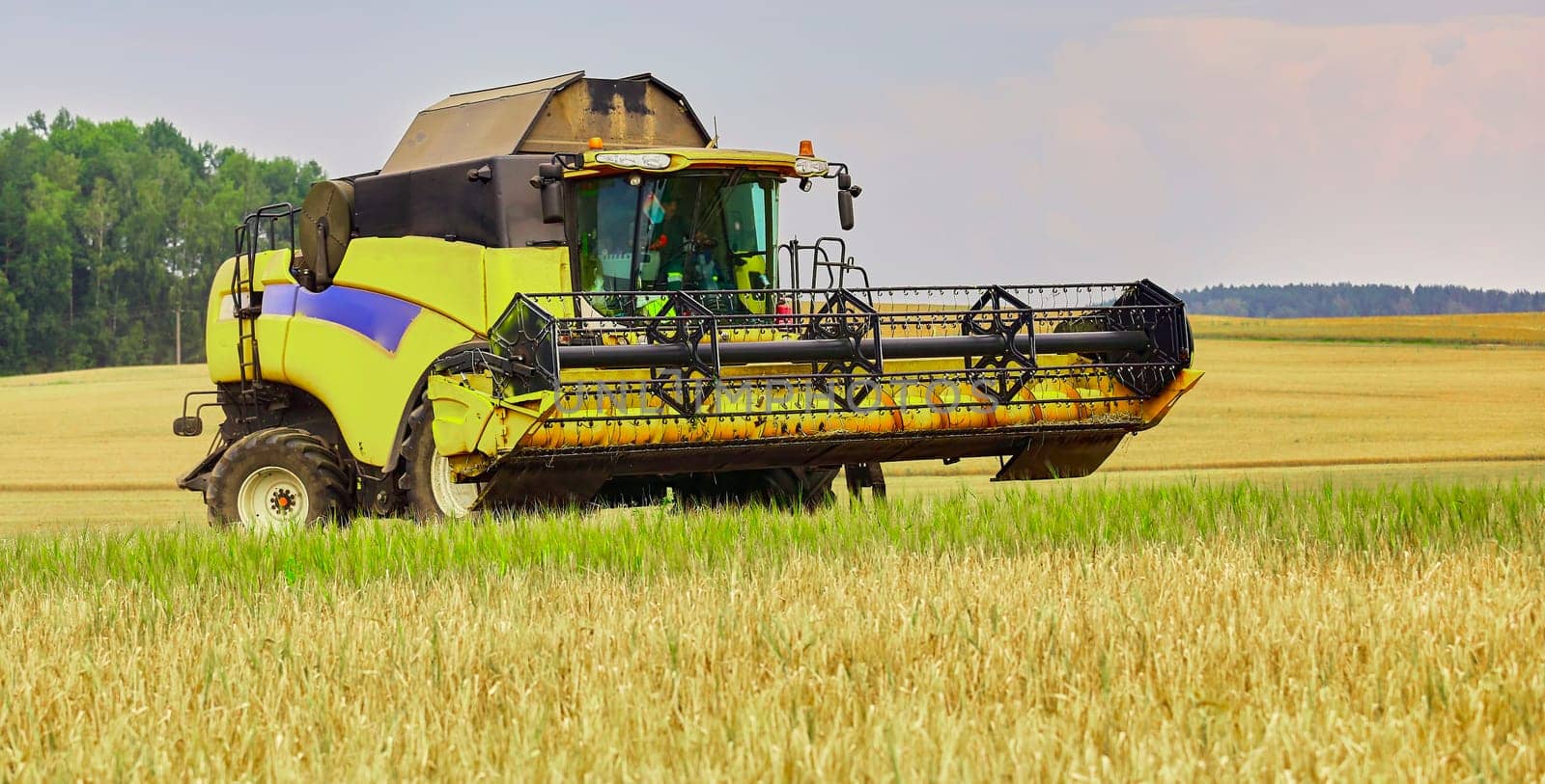 Combine to the mowing removes wheat on the field. Harvester removes the ripened wheat crop on the field