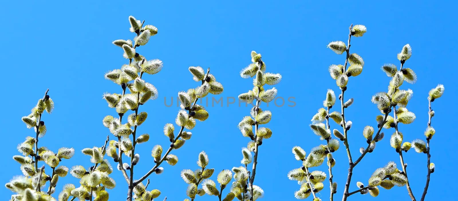 Goat willow, willow, blooms in spring on a clear day against the background of the sky.