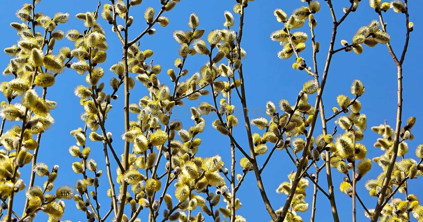 Goat willow, willow, blooms in spring on a clear day against the background of the sky.