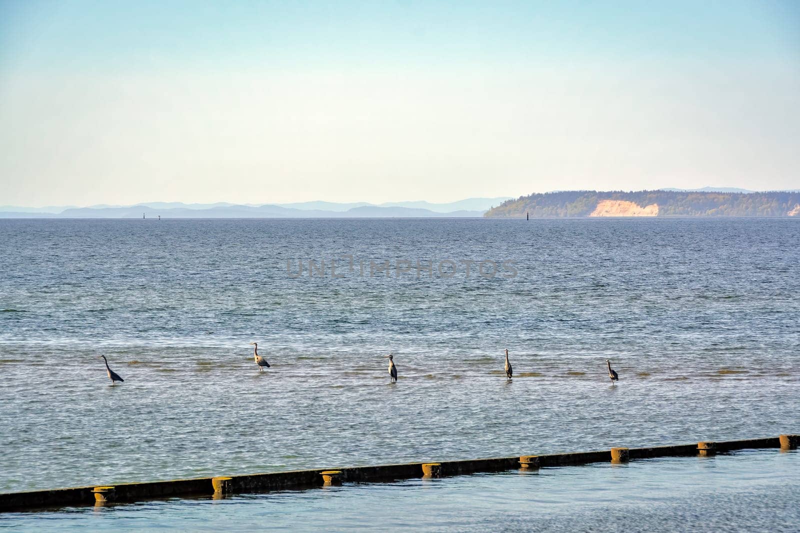 Flock of grey herons fishing in a bay shallow water.
