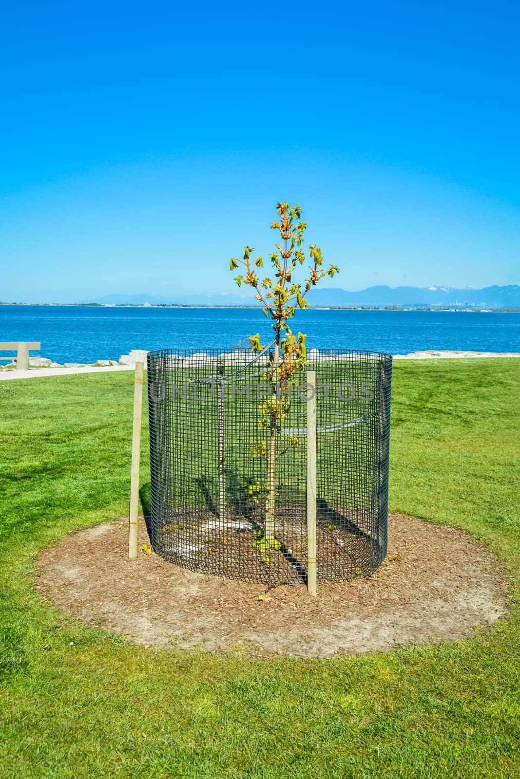 Decorative tree planted on a bay shore protected with steel-wire fence