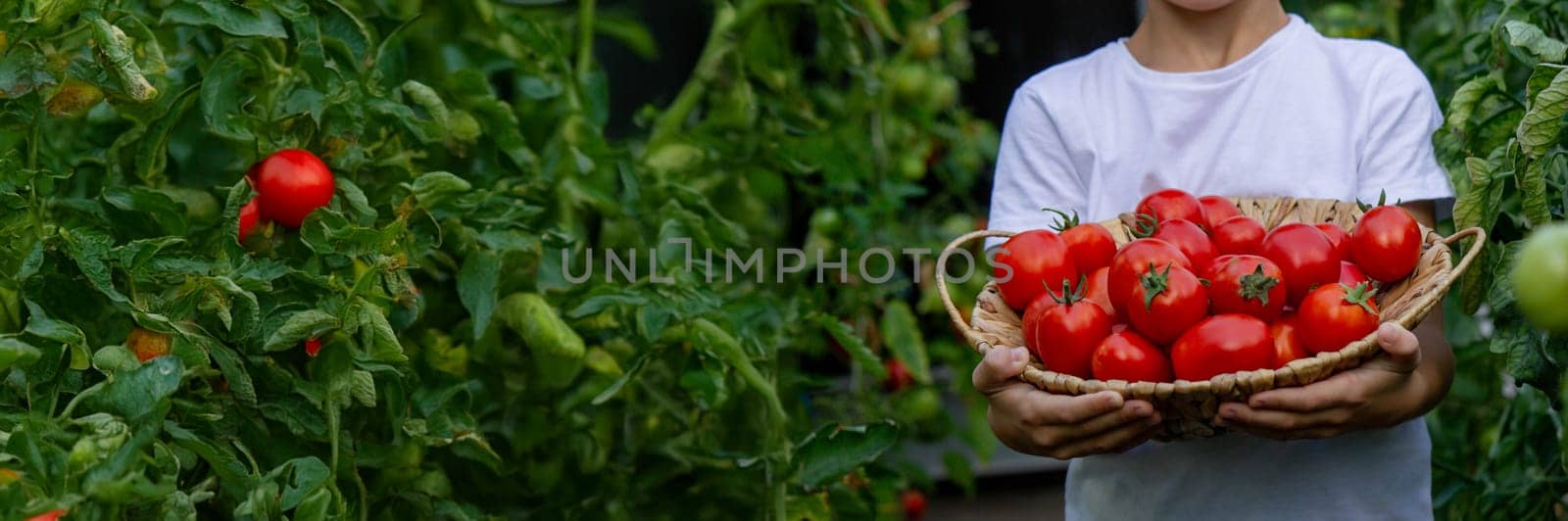 boy with tomatoes in the garden, ecological product. Selective focus.