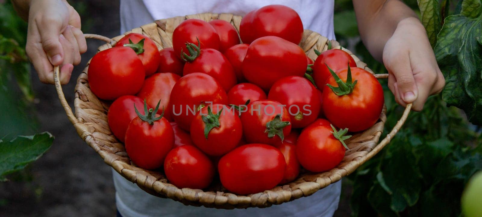 boy with tomatoes in the garden, ecological product. Selective focus.