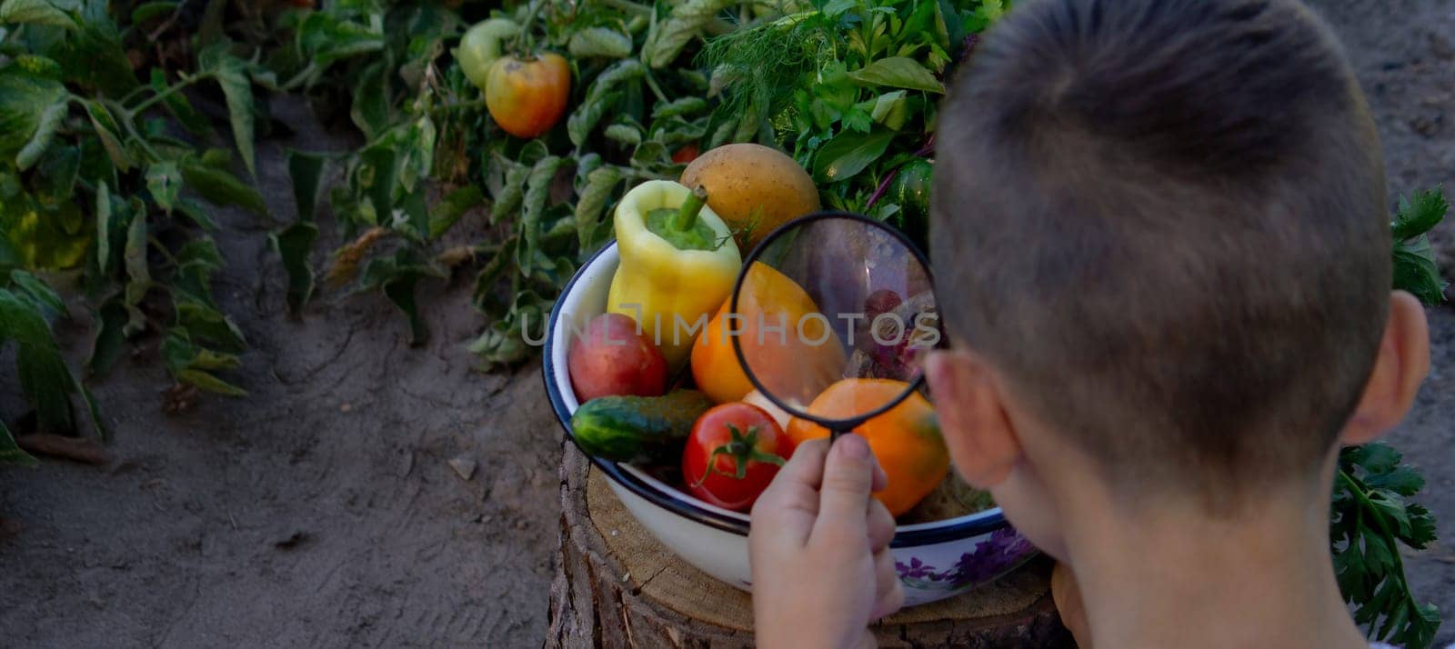 boy looks at fresh vegetables through a magnifying glass. Selective focus.