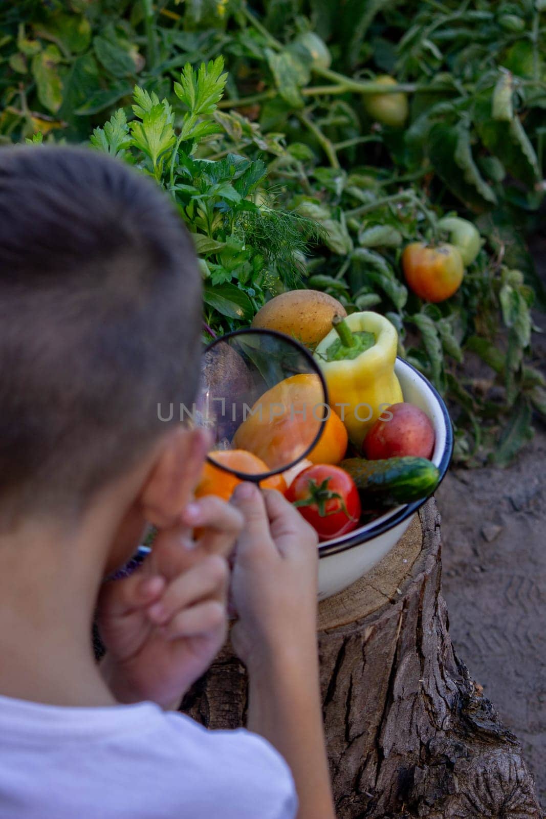 boy looks at fresh vegetables through a magnifying glass. Selective focus.