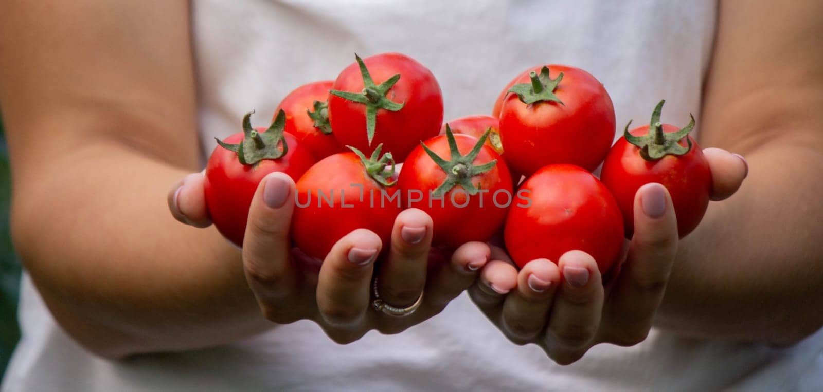 a woman holds fresh ripe tomatoes in her hands. Selective focus.