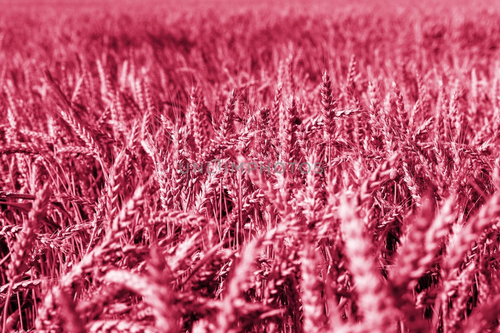 Barley field at sunset. Agriculture, agronomy, industry concept. Horizontal image.