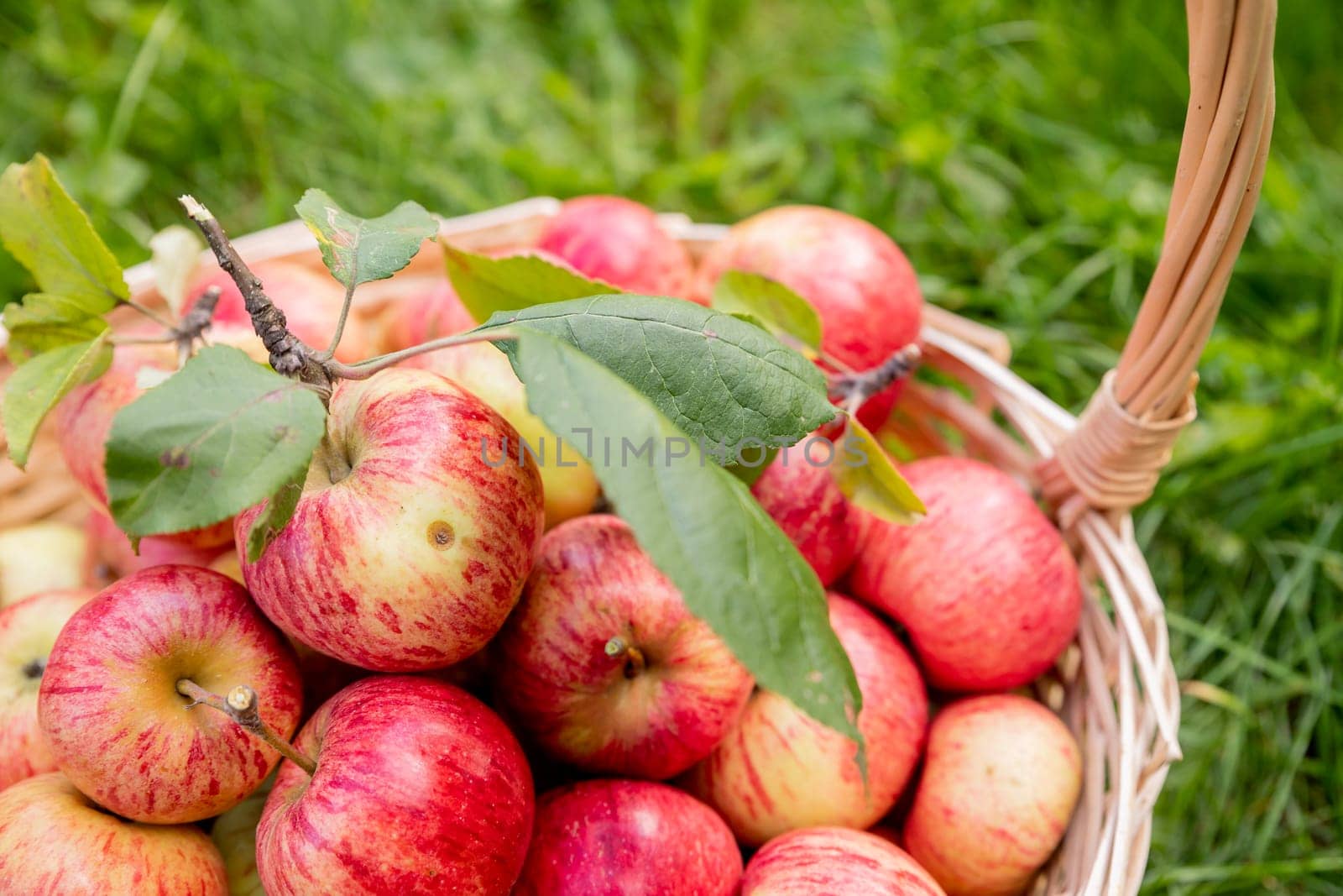 Apples in a Basket Outdoor. Sunny Background. Autumn Garden