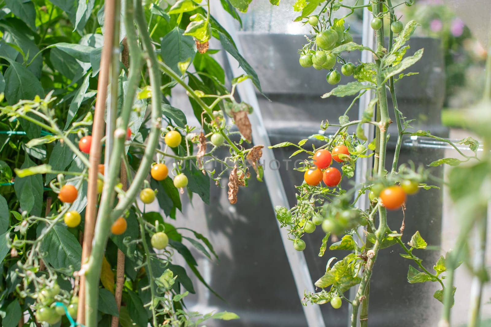 Selective focus on small ripening cherry tomato fruits on bushes with blurred foliage in foreground and background, growing home fresh organic vegetables in greenhouse, copy space,