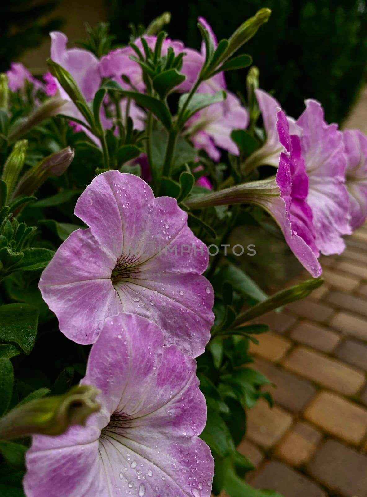 Delicate pink blooming petunia in a planter against the background of paving slabs close up. High quality photo