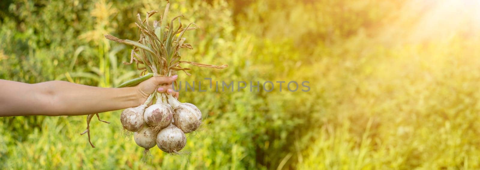 woman farmer holds onions in her hands. harvest