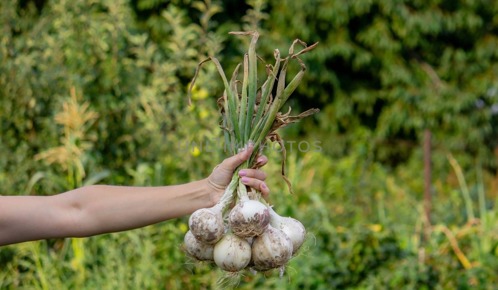 woman farmer holds onions in her hands. harvest