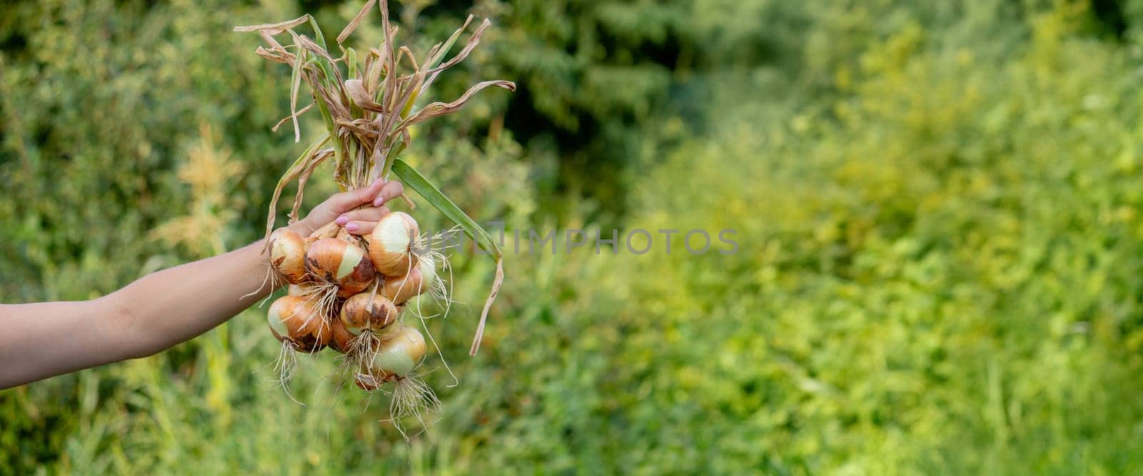 woman farmer holds onions in her hands. harvest