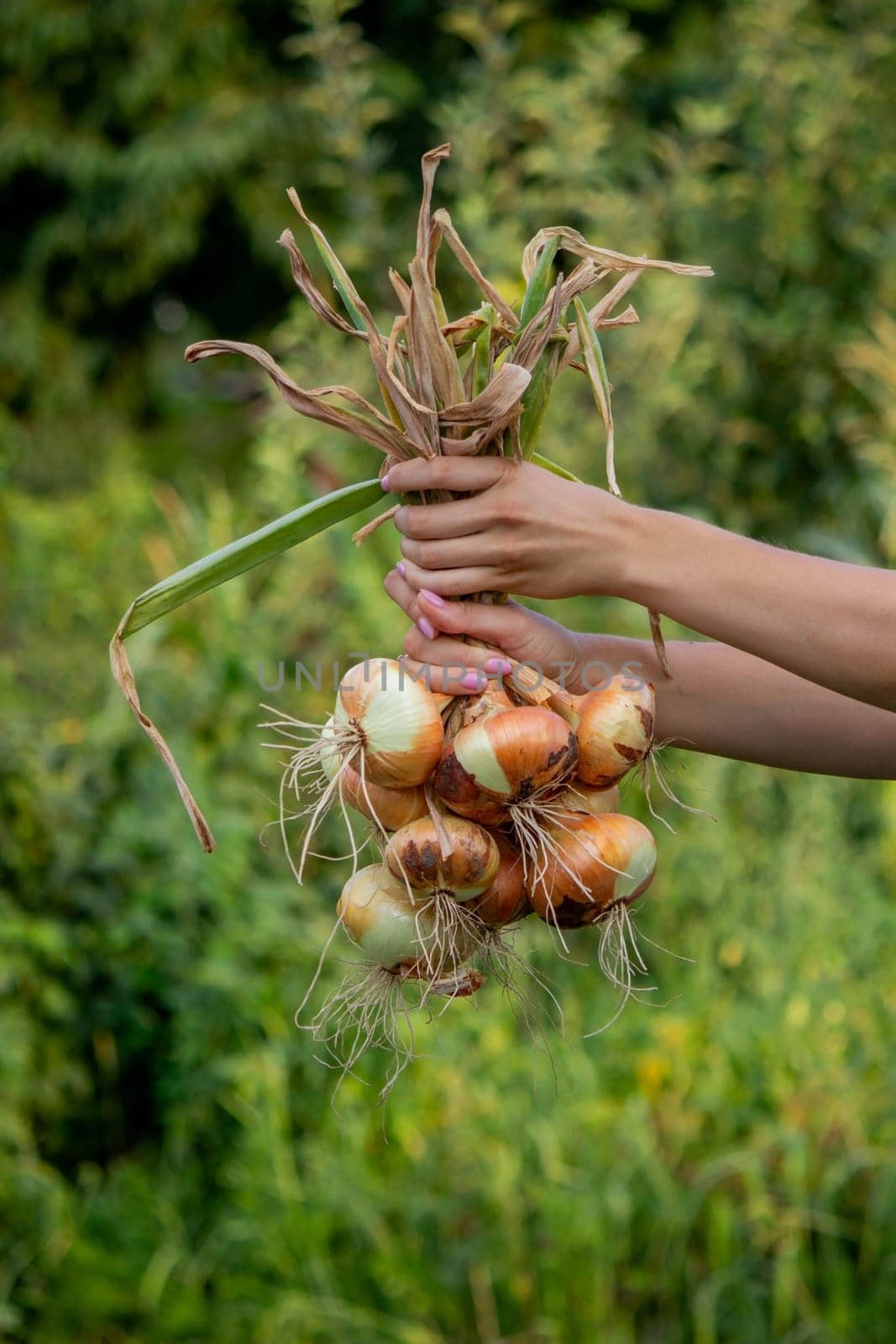 woman farmer holds onions in her hands. harvest