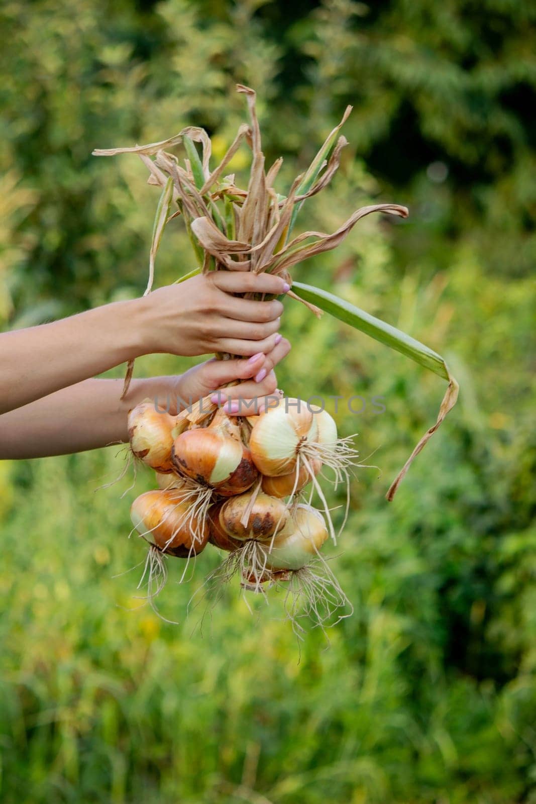 woman farmer holds onions in her hands. harvest