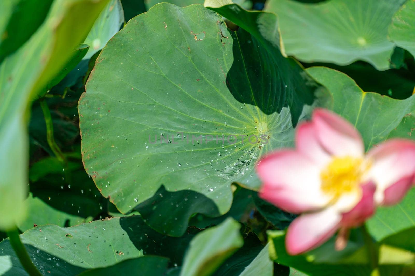 A pink lotus flower sways in the wind, Nelumbo nucifera. Against the background of their green leaves. Lotus field on the lake in natural environment