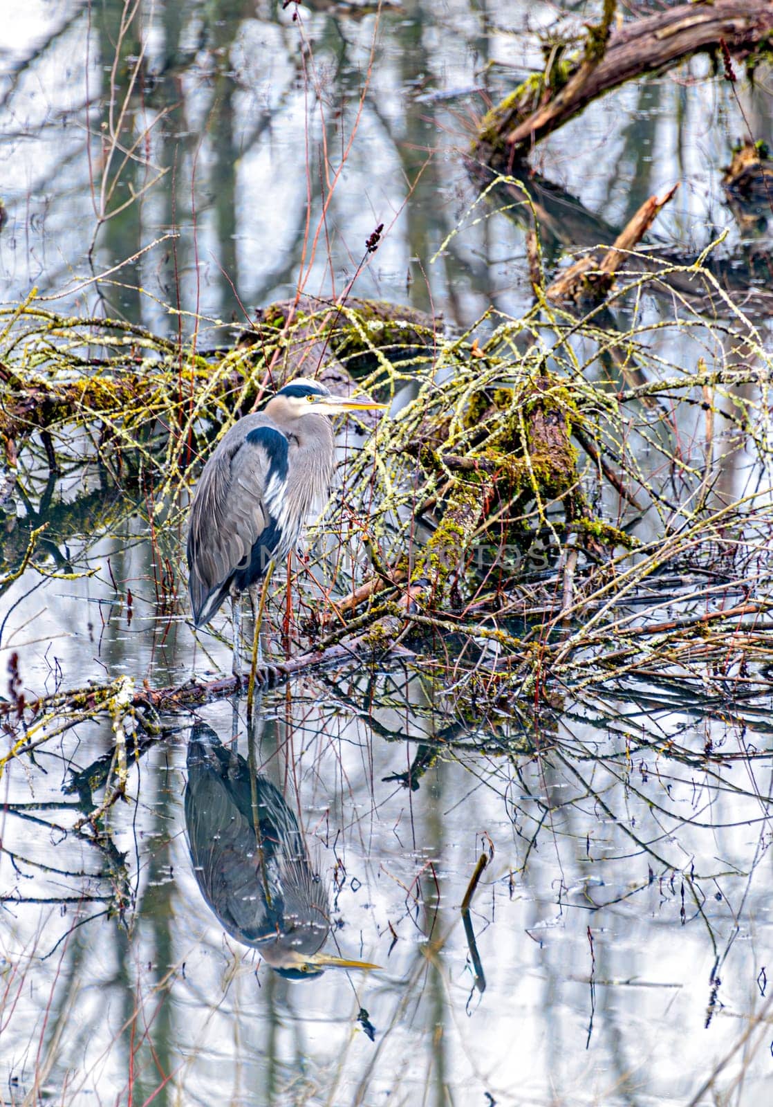 Grey heron on a swamp area of a park in British Columbia.