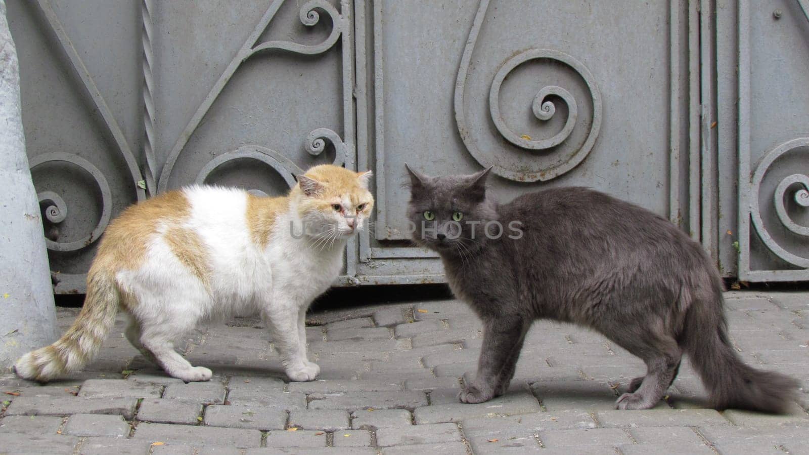 Street cats of the city of Odessa. Ukraine. by Maksym