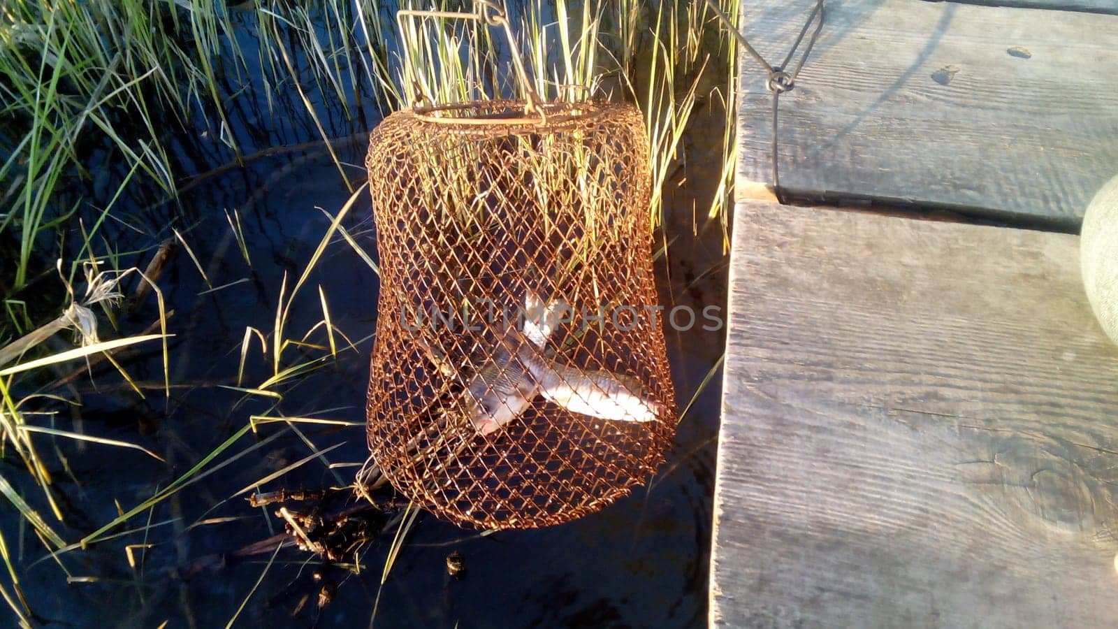 Fish in an old fishing cage. Fishing. Catching fish. Carasses. High quality photo