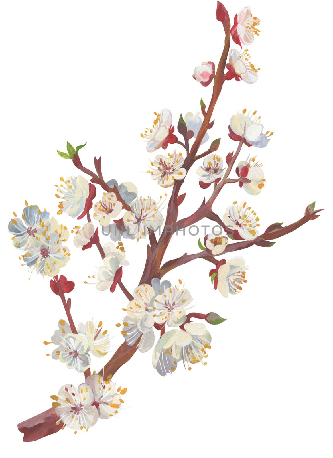 Illustration of sakura branch isolated on white background