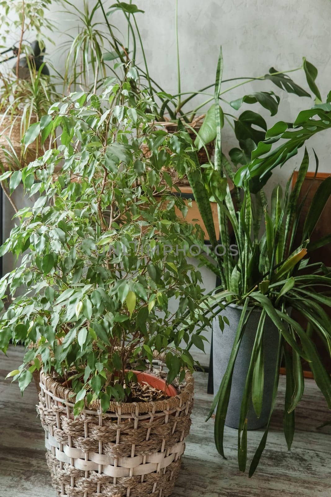 A fragment of the interior with a variety of indoor plants and plaster sculptures. Urban jungle concept. Biophilia design.