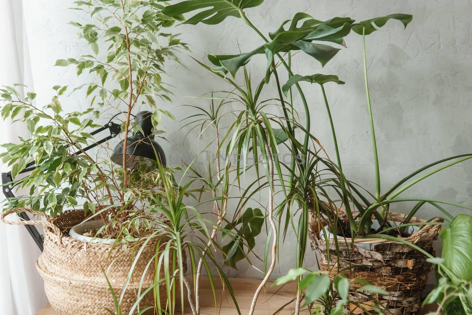 A fragment of the interior with a variety of indoor plants and plaster sculptures. Urban jungle concept. Biophilia design.