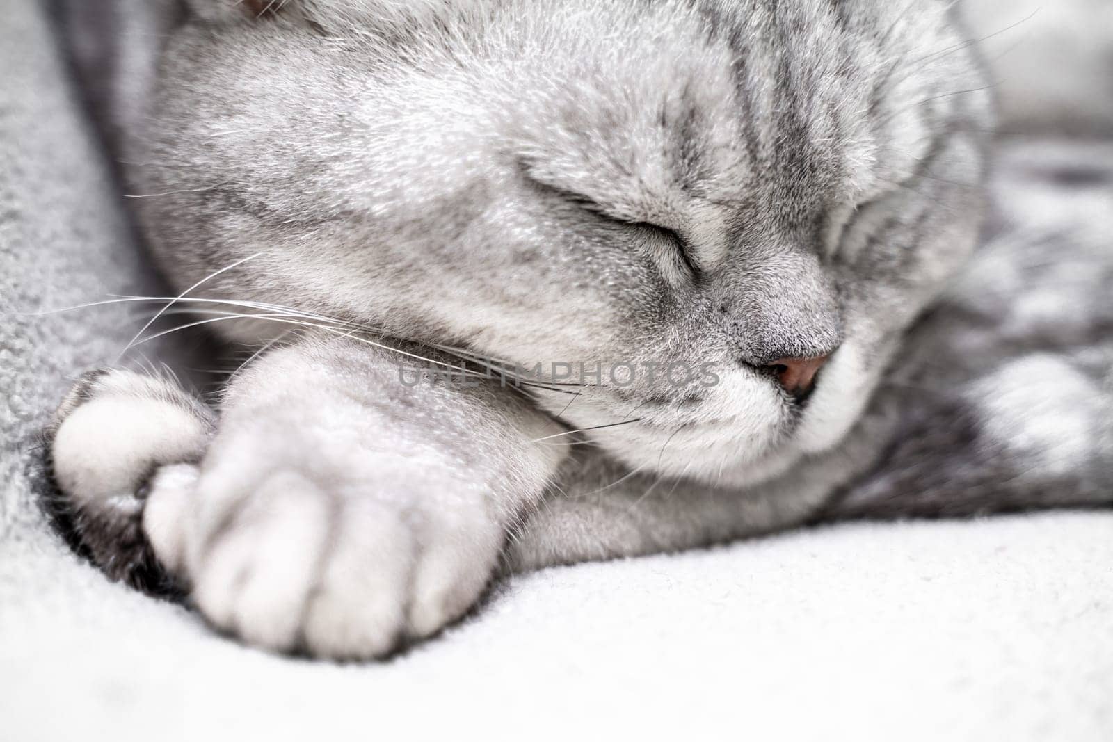 scottish straight cat is sleeping. Close-up of the muzzle of a sleeping cat with closed eyes. Against the backdrop of a light blanket. Favorite pets, cat food