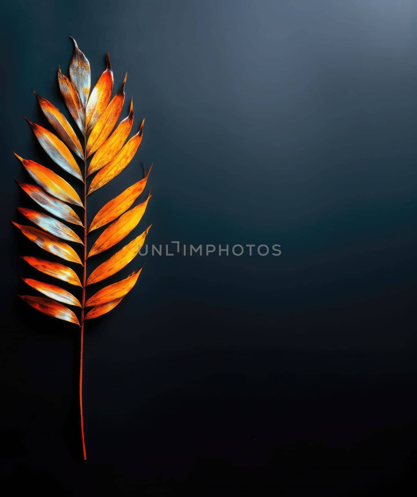 A bright orange and yellow leaf rests on a dark surface, showcasing the beauty of fall foliage.