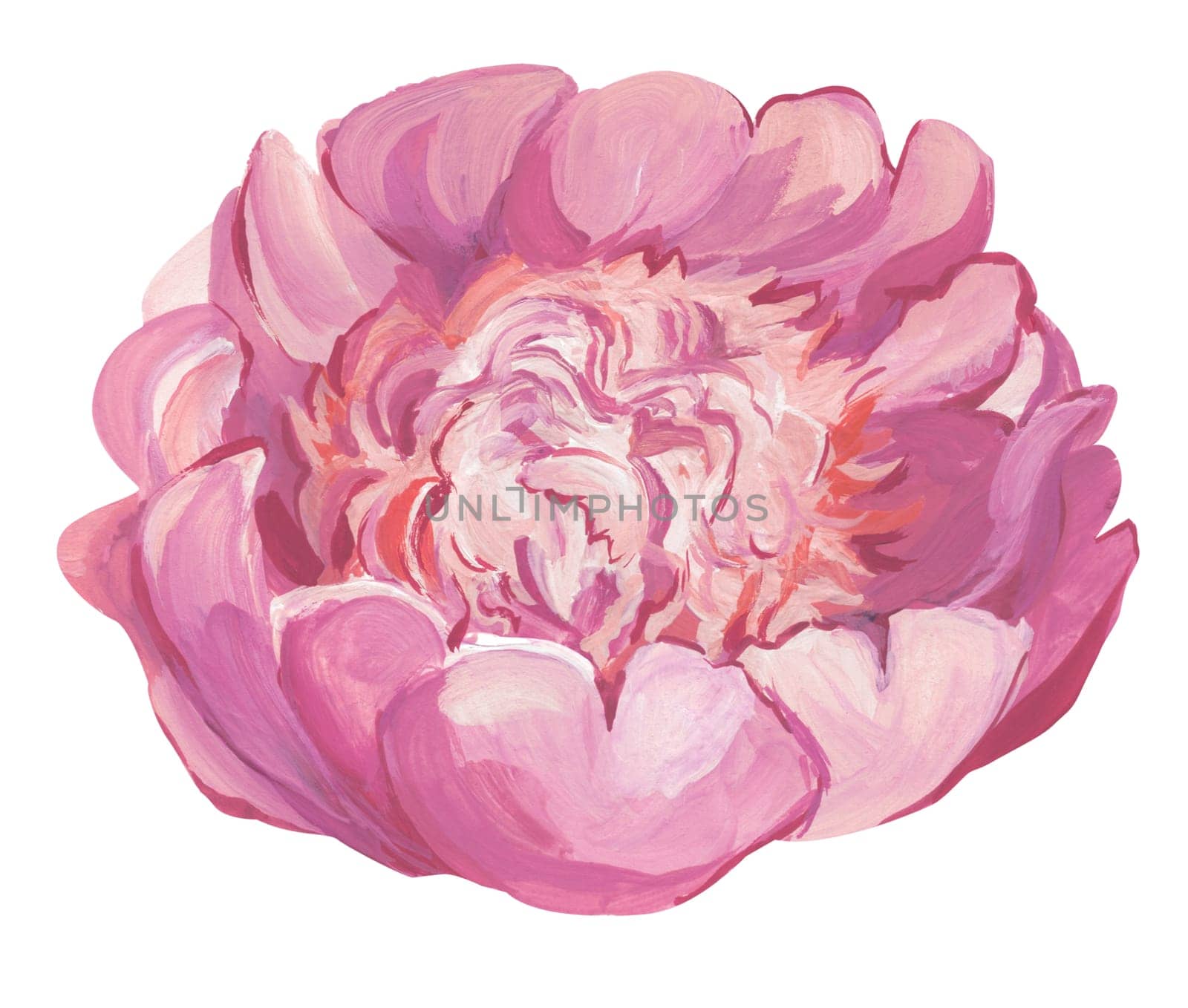 Illustration of pink peony isolated on white background
