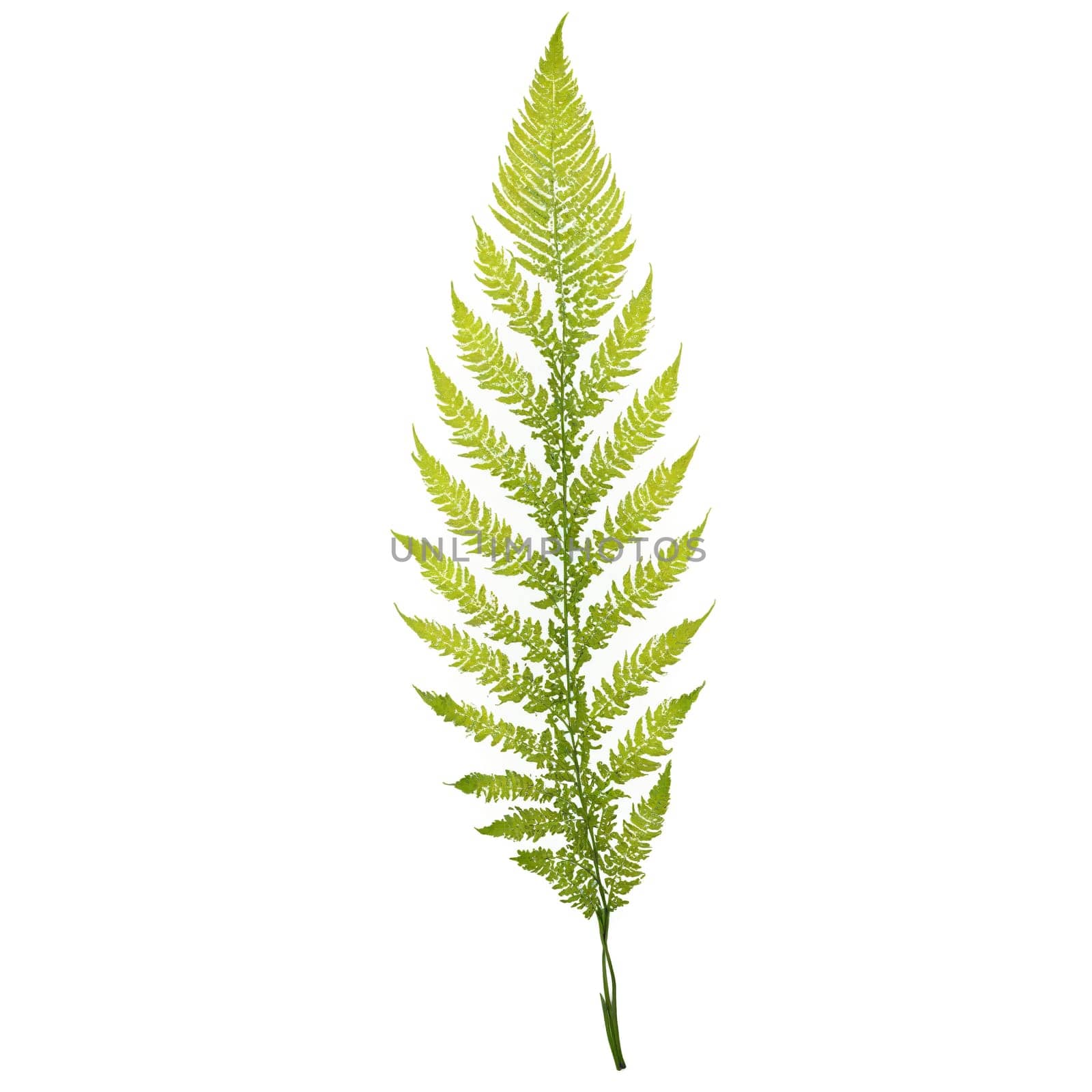 Bracken Leaf large brown frond with triangular leaflets and a slightly leathery texture Pteridium aquilinum. Plants isolated on transparent background.