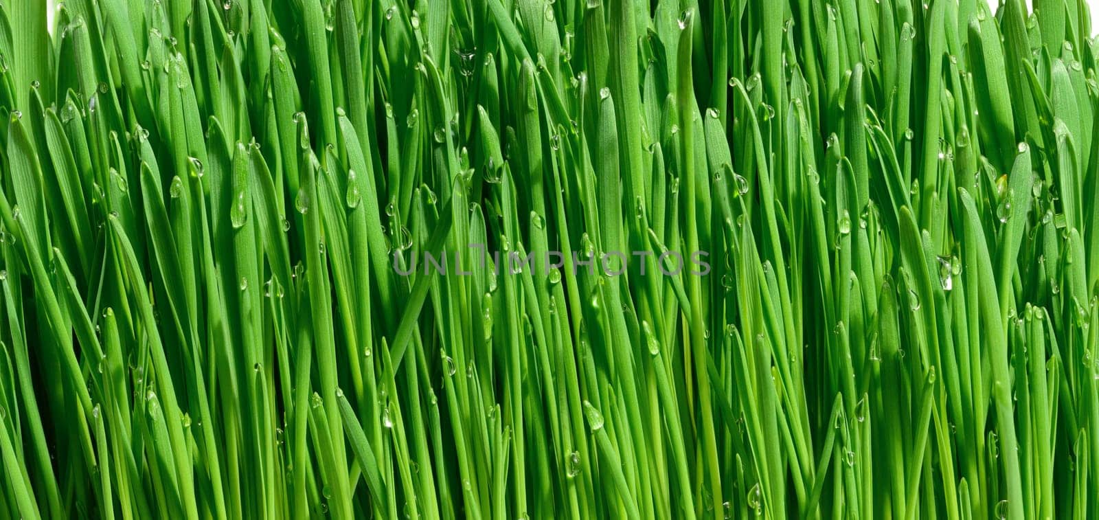 Green wheat sprouts with water drops, macro by ndanko