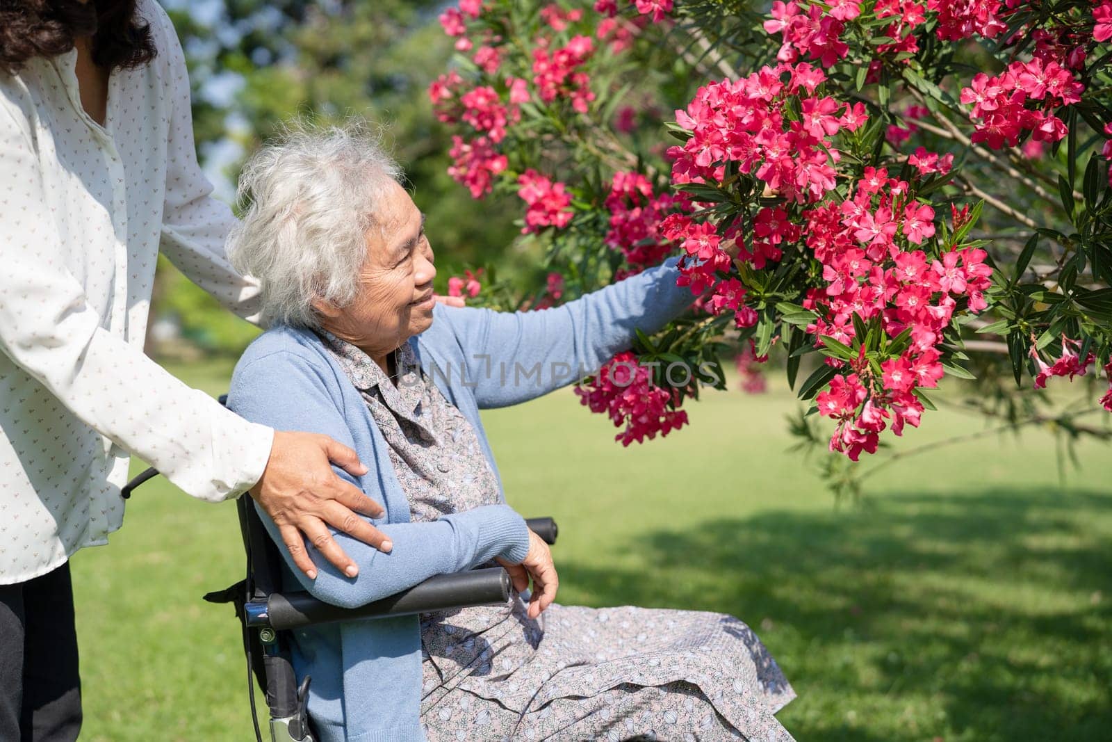 Asian elderly woman holding red rose flower, smile and happy in the sunny garden. by pamai