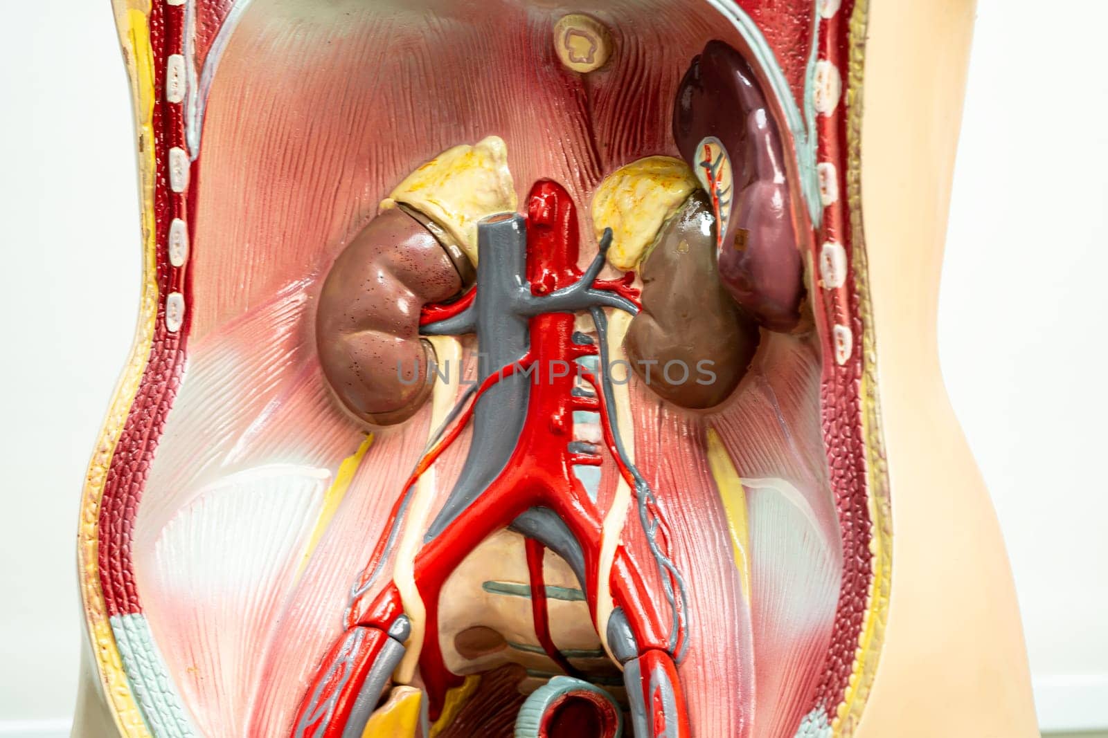 Human kidney model anatomy for medical training course, teaching medicine education. by pamai