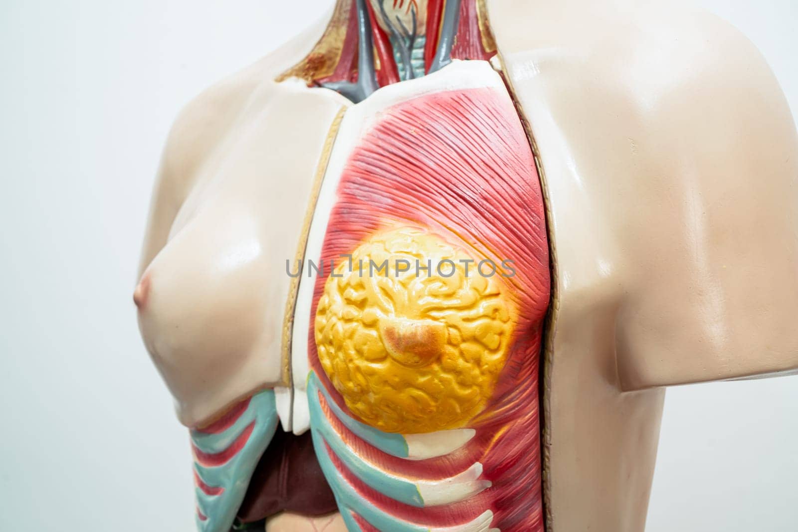 Human breast model anatomy for medical training course, teaching medicine education. by pamai