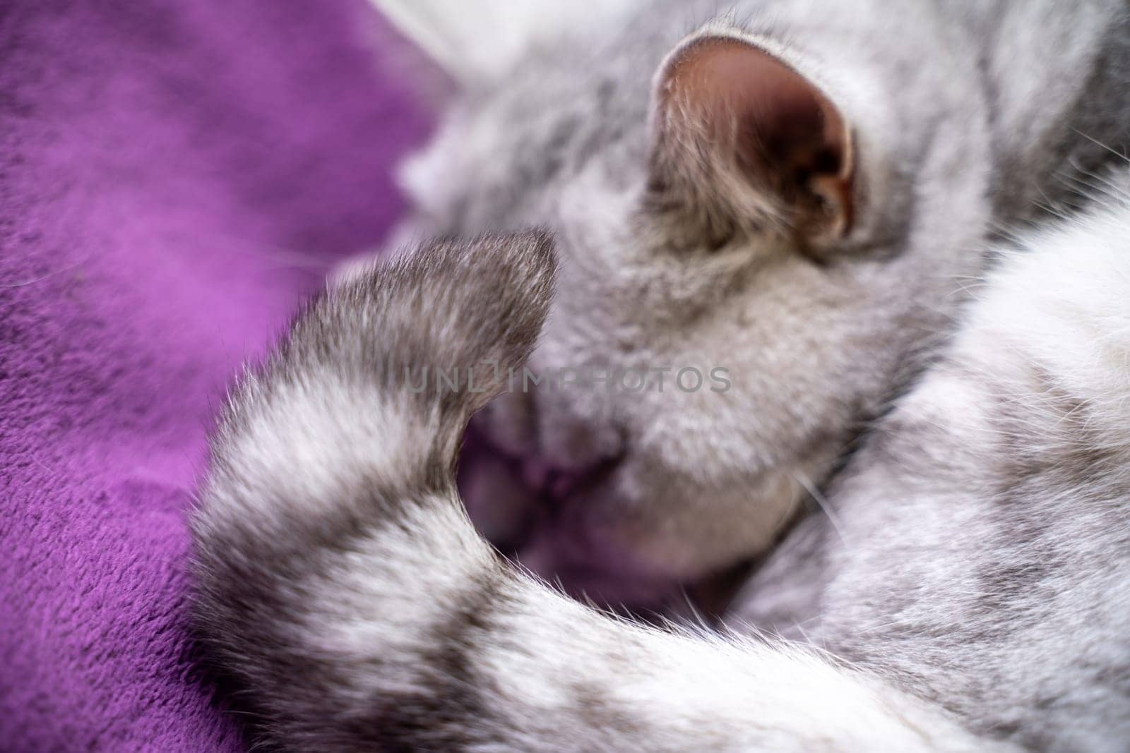 scottish straight cat is sleeping. Close-up of a sleeping cat muzzle, eyes closed. Against the background of a purple blanket. Favorite Pets, cat food