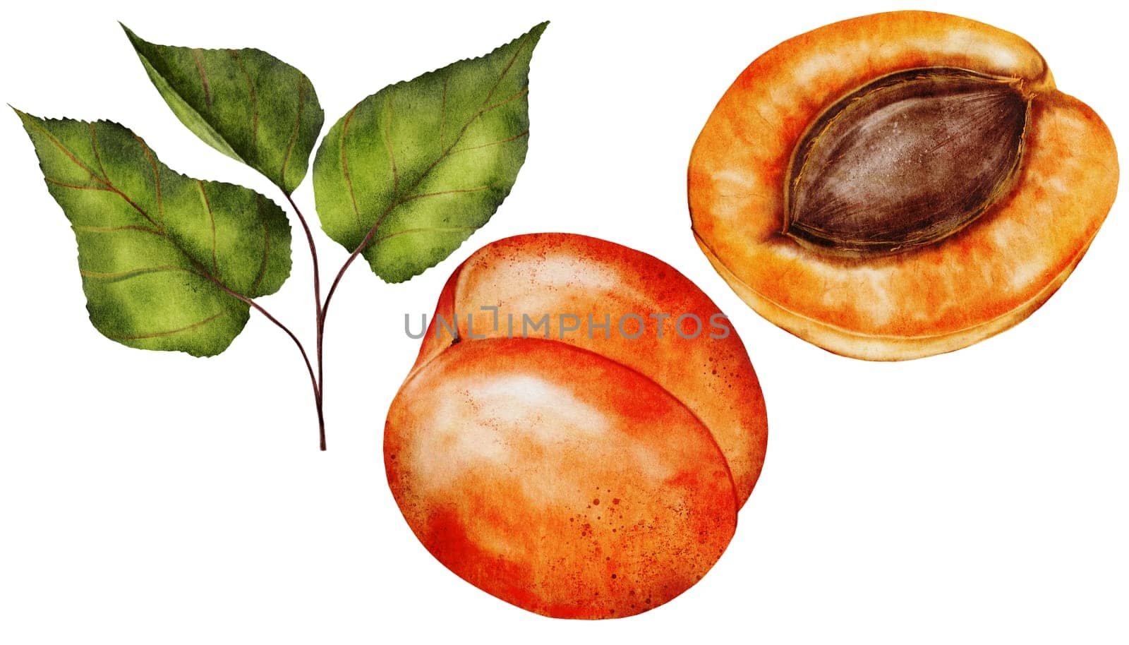 Apricot watercolor. Juicy realistic set hand drawing of ripe fruit. Clip art on isolated white background. Ideal for logo, tags, stickers for natural food and cosmetics stores. High quality photo