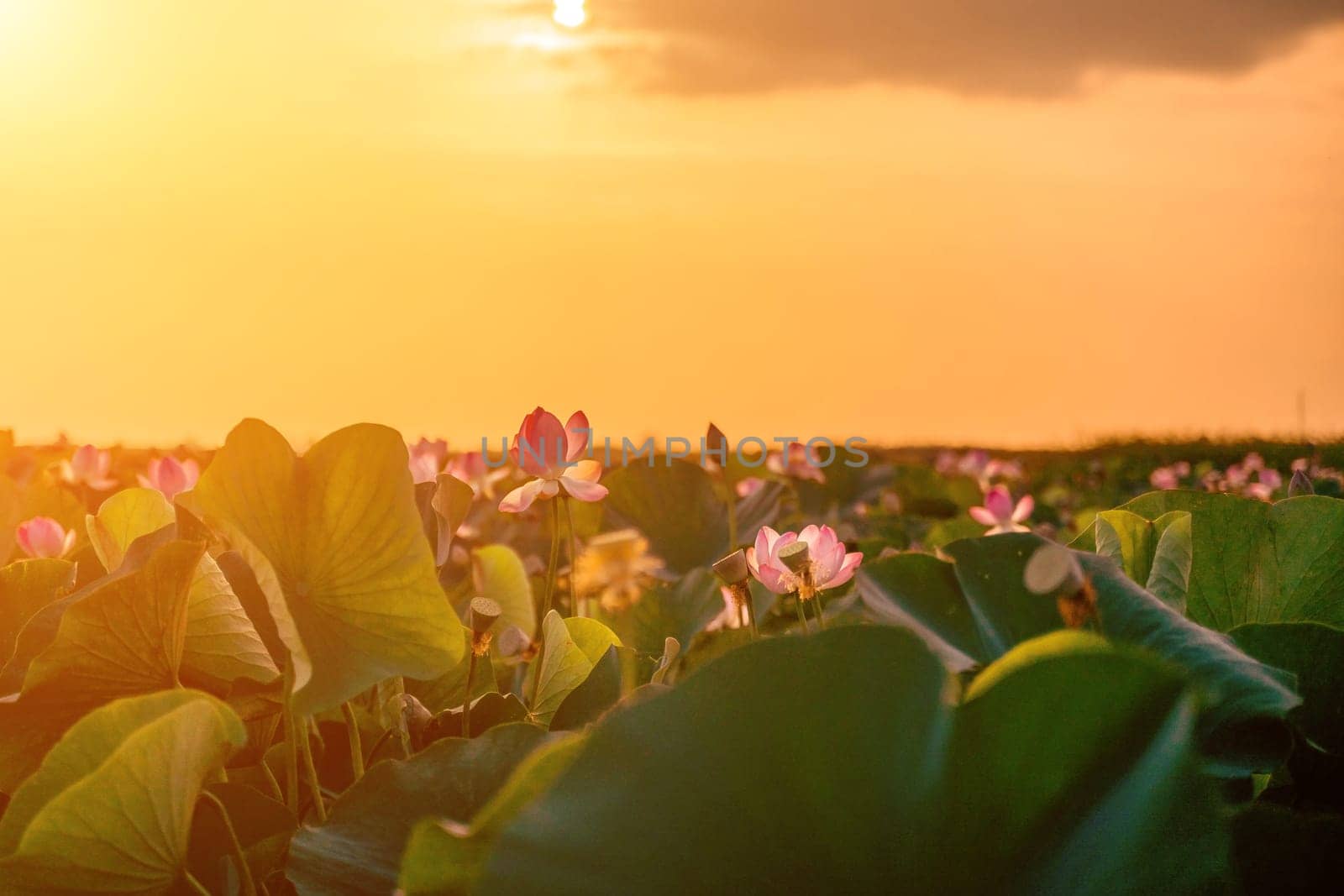 Sunrise in the field of lotuses, Pink lotus Nelumbo nucifera sways in the wind. Against the background of their green leaves. Lotus field on the lake in natural environment