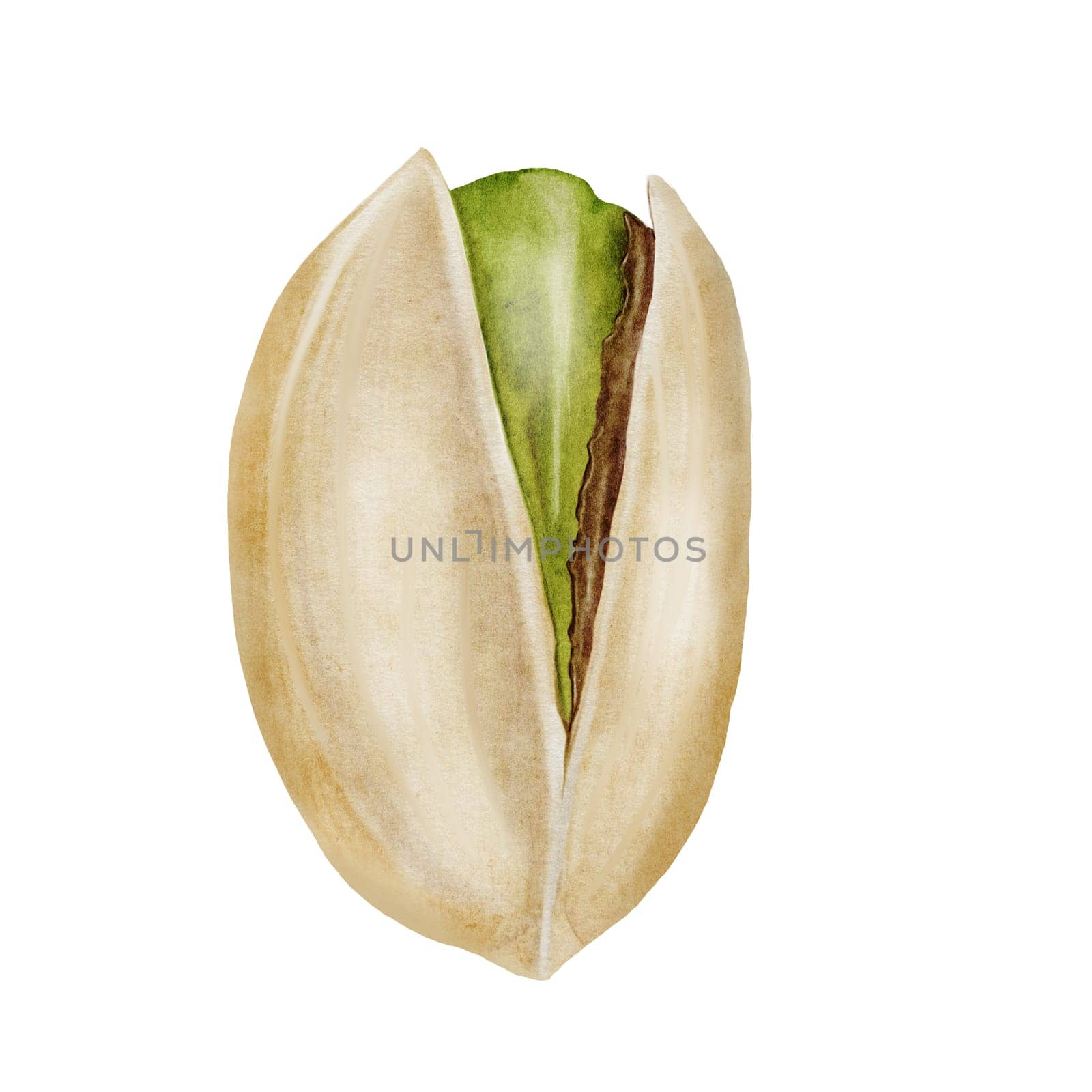 Pistachio watercolor. Hand drawn nut with shell isolated on white background. Realistic snack clip art. Ideal for logo, product packaging, banner. High quality photo