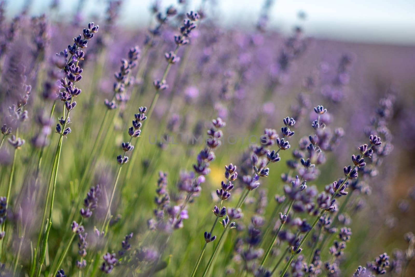 A field of lavender flowers with a bright blue sky in the background. The flowers are in full bloom and are scattered throughout the field