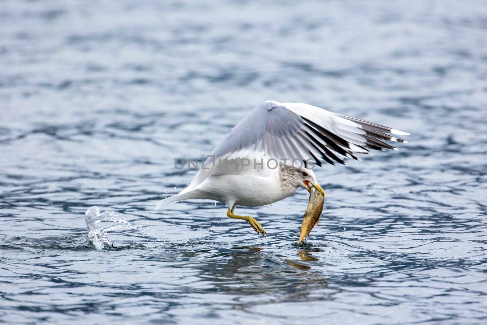 A common seagull flies off with a fish from Coeur d'Alene Lake in north Idaho.