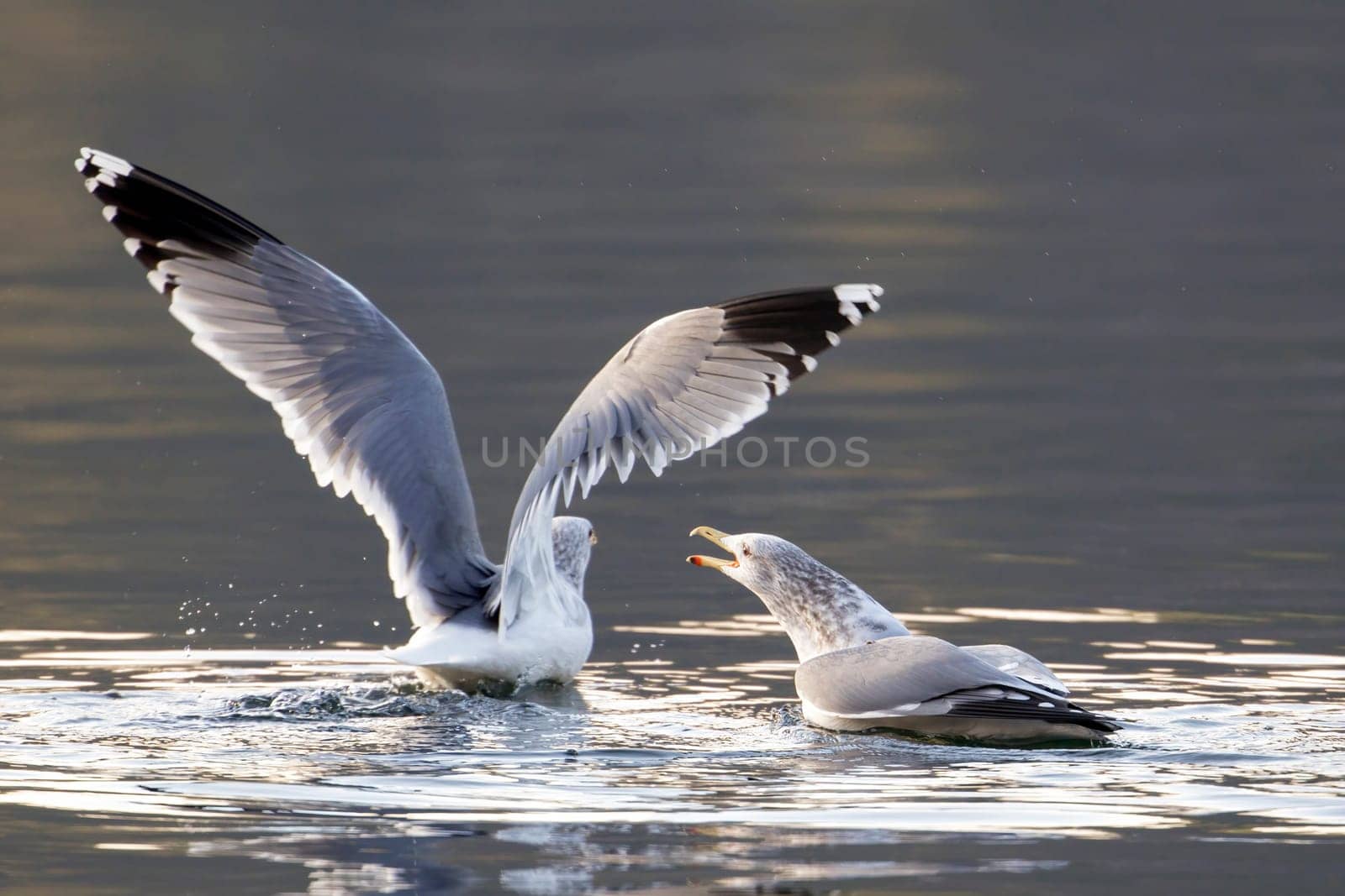 Two gulls fighting for a fish in the lake at Coeur d'Alene, Idaho.