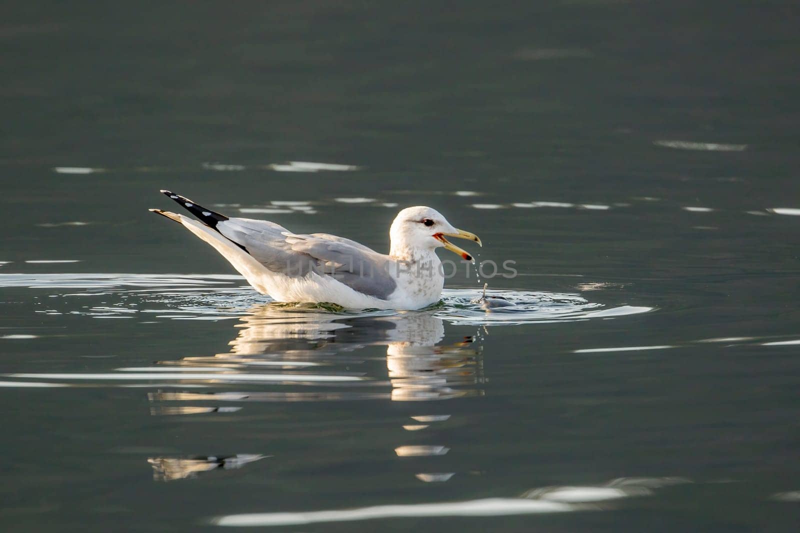 A seagull has water dripping from beak while it feeds on a fish on the calm lake in Coeur d'alene, Idaho.