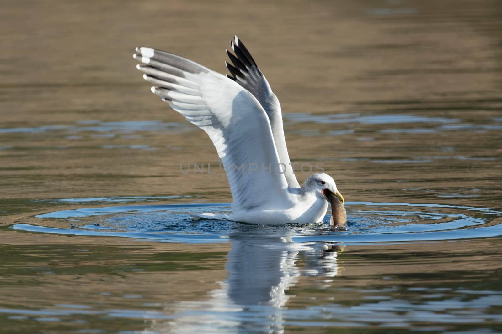 A seagull feeds on a fish on the calm lake in Coeur d'alene, Idaho.